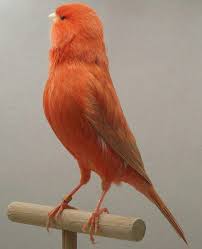 Red Factor Canary Kus Kus Resimleri Resim
