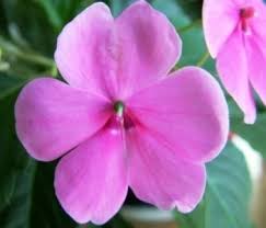 Image result for Impatiens wallerana