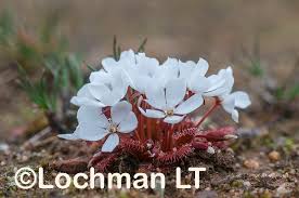 Image result for Droseraceae