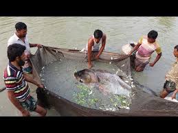 Mixed Carp Fish Seeds Farm Silver Carp Rui Fish Catching From Pond Youtube History Carp Fishing Funny Gifs Fails