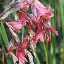 Image result for Dierama