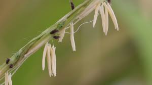 Image result for Oryza longistaminata