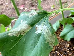 ひまわりを食べる毛虫 一体何者か調べてみた 2020 5 27 洋風イングリッシュガーデン お庭リフォームは柴垣グリーンテック