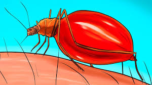 Das ist richtig, stubenfliegen können hinter sich sehen, und das verdanken sie ihren erstaunlichen augen. Plotzlich Viele Fliegen Im Zimmer