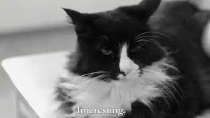 Henri S 10th Video Reigning Cat And Dog Cats Henri The Cat Dog Gifs