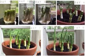 95% of australia's asparagus is grown in victoria with koo wee rup the main centre. 16 Foods That You Can Magically Regrow From Scraps