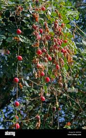 Image result for Diplocyclos