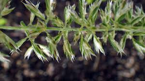 Image result for Koeleria