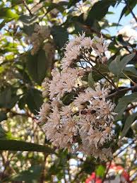 Image result for Vernonia amygdalina