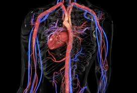 Terms in this set (18) aorta. Major Arteries Of The Body The Aorta Head Neck Torso