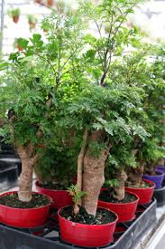 Image result for Polyscias fruticosa