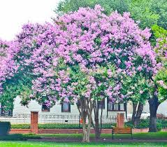 Now Is The Perfect Time To Plant Your Crape Myrtle Trees I Am Selling 6 Muskogee Crape Myrtle Trees Brilliant Myrtle Tree Crepe Myrtle Trees Crape Myrtle