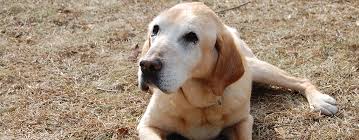 When purchased, owners will leave here with their puppy's akc paperwork in hand. Labrador Retriever Rescue Inc