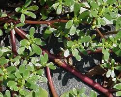 The leaves can also be covered in fine hairs. The Power Of Purslane Garden Greenhouse