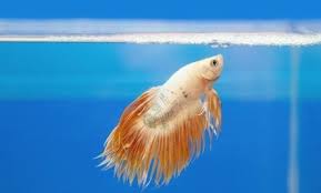 Pet Shop Employee Shows Cruel Way Betta Fish Are Shipped Betta Fish Pet Shop Animal Abuse