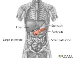 Image result for pancreas location