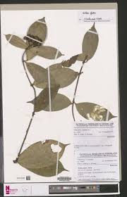 Image result for Rutidea