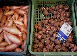 Check spelling or type a new query. Lampascioni Onions In Puglia Delicious Italy