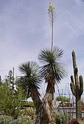 The dried stem of the plant is an excellent choice for. Yucca Wikipedia