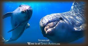 Dolphin Symbolism Meaning Spirit Totem Power Animal