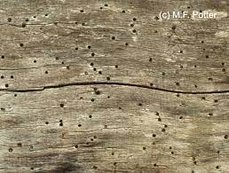 They look like tiny fruit flies and other. Powderpost Beetles Entomology