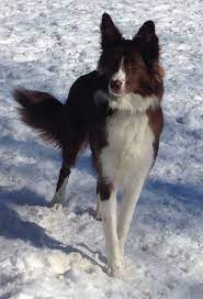 Pin By Anita De Vries On Border Collies Border Collie Lover Basenji Puppy Collie