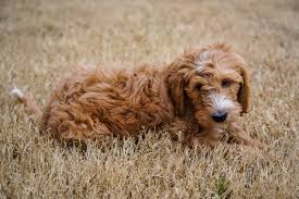 Check spelling or type a new query. Hoosier Canines Bernedoodle And Goldendoodle Puppies In Indiana