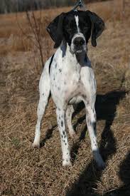 Black And White English Pointer Puppy Pl Jch Pl Ch Bandhura Z Karczewskiej Zagrodybunia English Pointer Junior Vizsgalat Ii Diploma 79 100 Pont Born English Pointer Dog Pointer Dog Bird Dogs