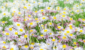 Flowers that start with co. Alan Titchmarsh S Tips On Growing Wild Flowers Express Co Uk