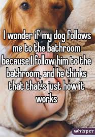 I Wonder If My Dog Follows Me To The Bathroom Because I Follow Him To The Bathroom And He Thinks That That S Just How It Works Funny Dog Memes Dogs Humor