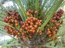 Buah zuriat dikonsumsi untuk program kehamilan (promil). Buah Zuriat Aish Tijari