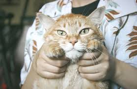 Maybe you would like to learn more about one of these? The Best Animal Companions For Loneliness If You Re Feeling Lonely A Pet Can Fill The Void Thriveworks