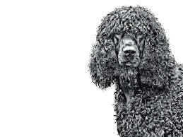 Image result for irský vodní španěl