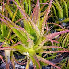 Image result for Aloe plowesii