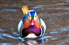 I've seen another mandarin (or the same one) in the natomas canal as well. Manhattan Bird Alert On Twitter The Mandarin Duck And The Wood Duck Offer A Pair Of Pretty Faces At The Central Park Pond Birdcp Gigi Nyc Https T Co Dsileaerm5
