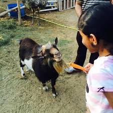 Get your kids photos with our friendly animals. Posh Paws Animal Sanctuary And Petting Zoo Sharjah 2021 All You Need To Know Before You Go With Photos Tripadvisor