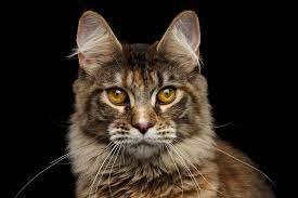 Webmd explains the causes, symptoms, diagnosis, and treatment of kidney failure in cats. Kidney Disease Elwood Vet