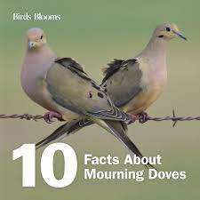10 Fascinating Facts About Mourning Doves Doves Male Bird Mourning Dove