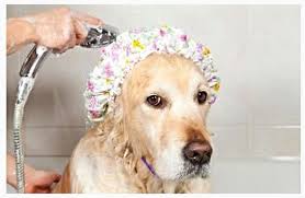 Shower Cap Will Keep Water From Getting In A Dog S Ears During A Shower Dogs Funny Shower Caps Dog Friends