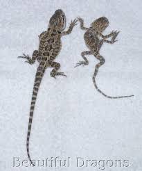 Bearded Dragon Length Age Chart Great Dragon 2017