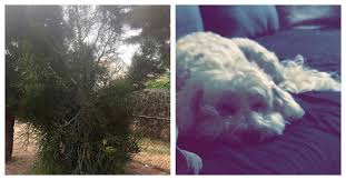 However, the sharp spines of the cactus can harm the dog if it is satisfying its curiosity and playing with the cactus. Two Dogs Nearly Died After Being Exposed To Toxic Plant The Animal Rescue Site News