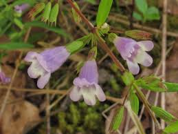 Image result for Clinopodium