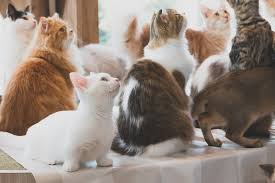 Tokyo has achieved worldwide fame for its animal cafés. Mocha Cat Cafe In Harajuku Shibuya Tokyo Japan Travel