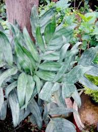 Palmeira Metalica Chamaedorea Metallica Plants Garden