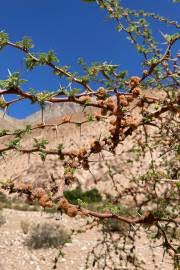 Image result for Acacia borleae