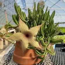 Image result for Stapelia gigantea