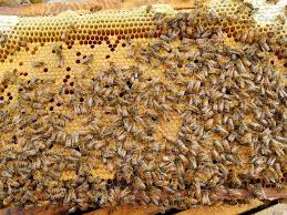Buy your queen bees for sale from lappe's bee supply and get them shipped directly to your door, or they can be held for pick up from your local post office! Queen Honey Bees For Sale Free Shipping In Usa Lappe S Bee Supply Iowa