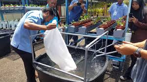 7,508 likes · 110 talking about this. 30 08 2018 Set Aquaponics Jabatan Pertanian Negeri Terengganu 2 Youtube