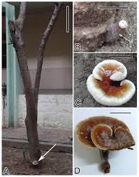 Image result for Ganoderma lucidum