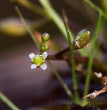 Image result for Subularia